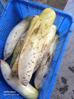 Μηχανή αυτόματης απολέπισης Mooli Peeler για βιομηχανίες επεξεργασίας τροφίμων και ραπανάκι Daikon