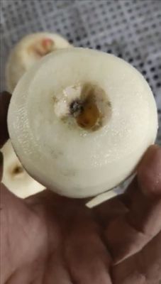 Δραστηριότητα απολέπισης φρούτων Εμπορική ηλεκτρική απολέπιση μήλων Corer Slicer 2500*1000*1500 mm