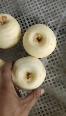 500 KG Πλήρως αυτόματη βιομηχανική μηχανή απολέπισης και απολέπισης καρπών μήλου πεύκης κιβίνου για το 2022