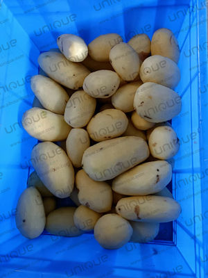 220V/380V/Αναπροσαρμοσμένη εμπορική μηχανή αποφλοιώσεως λαχανικών για ριζικά λαχανικά Ηλεκτρική