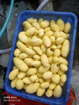 Μηχανή απολέπισης λαχανικών για εστιατόρια ρίζες λαχανικών σε γραμμή επεξεργασίας απολέπισης