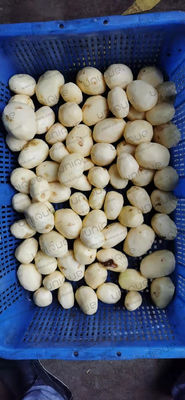 Προσαρμοσμένη μηχανή πλύσης και ξεφλούδισης πατάτας για βιομηχανίες επεξεργασίας τροφίμων